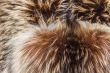 Texture of a product from fur of a fox