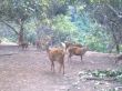 deer bawean nice deer world number one