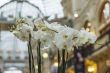 Moscow, GUM. Flowers in an interior