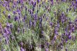 Field of lavender