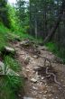 Pathway in summer green mountain forest 