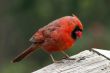 Northern Cardinal Male