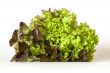 Bunch of lettuce leaves of different grades