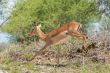 Impala on the run