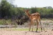 Impala