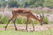 Impala