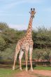 Giraffe in the wild