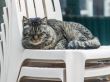 The cat sleeps on a pile of plastic chairs