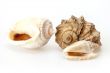 Sea cockleshells of various form