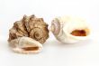 Sea cockleshells of various form