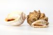Sea cockleshells of various form