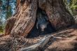 big Sequoia root