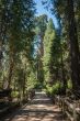 tree trail Sequoia