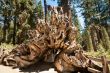 tree root wood  Sequoia