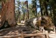 bole Sequoia