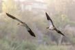 Egyptian Goose in mid flight