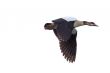 Egyptian Goose in mid flight