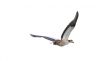 Egyptian Goose in mid flight