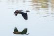 Egyptian Goose in mid flight