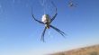 White Spider in Tunisia
