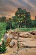 Landscape with stones and pine forest