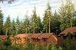 Forest Houses