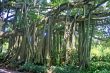 Banyan Tree