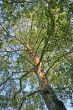 A Tree