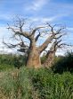 Upside Down Tree