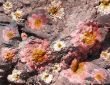 Scenic abstract background on the stones with pink