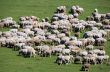 Herd of sheeps on green meadow