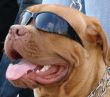 Brown dog muzzle with sunglasses