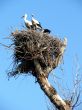 storks couple in nest on blue sky background