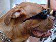 Brown dog muzzle with sunglasses