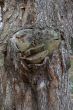 old bark surface background