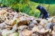 Farmer cutting coconut shell