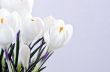 Spring flowers isolated on white background 