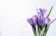 Spring flowers isolated on white background 