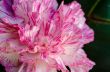 Close up Carnation flower