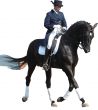 equestrian lady riding black stallion horse