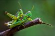 true love of grasshoppers