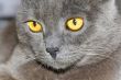 Cat portrait with yellow eyes 