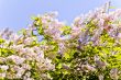 Flowers in summer