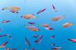 Aquarium fish