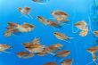Aquarium fish