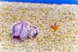 Clown fish