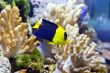 Angel fish
