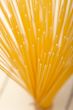 Italian pasta spaghetti