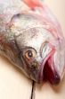 fresh whole raw fish