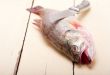 fresh whole raw fish